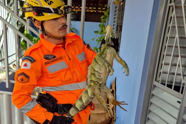 Iguana gigante assusta moradora em MG e bombeiros fazem resgate; vídeo