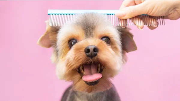 Cachorro com a língua para fora sendo penteado