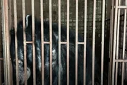 O artista se tornou Embaixador do Reino Unido da Animals Asia em 2017 O artista se tornou Embaixador do Reino Unido da Animals Asia em 2017