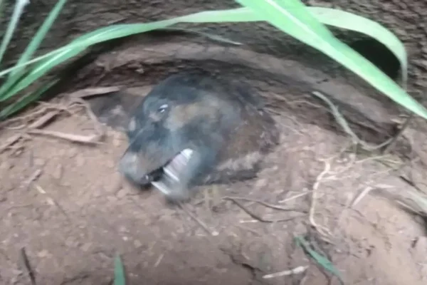 cachorro fossa anapolis resgatado goias (1)