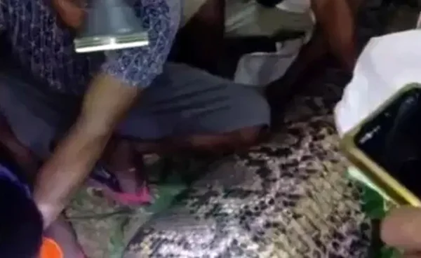 Cobra píton com corpo de homem no estômago - Metrópoles