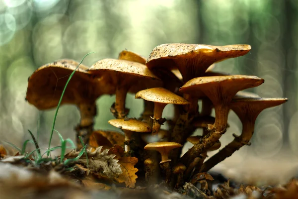 Foto colorida do fungo Armillaria, o maior ser vivo do mundo