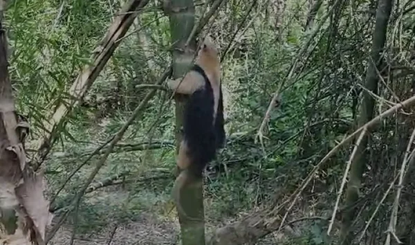 foto colorida de tamanduá-mirim em mata, sendo devolvido à natureza em Presidente Prudente (SP) - Metrópoles