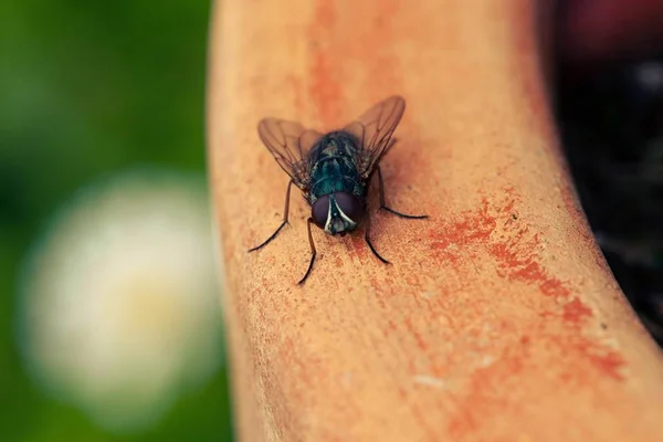 Imagem colorida de mosca em cima de madeira - Metrópoles