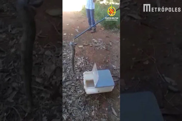 Cobra sendo resgatada por policiais ambientais - Metrópoles