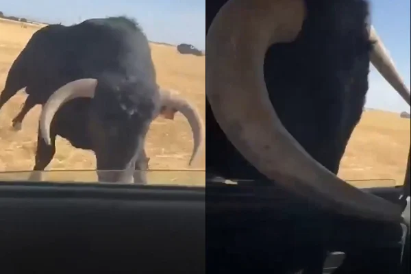 Touro ataca carro na Espanha