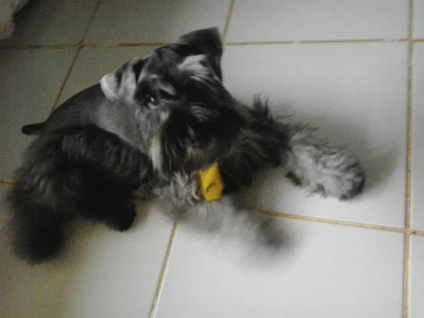 Enfermeiro faz apelo para encontrar cachorro que desapareceu em Samambaia
