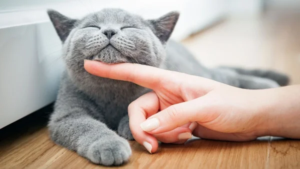 Um gato cinza recebendo um carinho no queixo