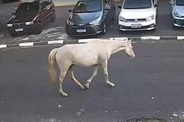 Cavalo andando sozinho na rua - Metrópoles