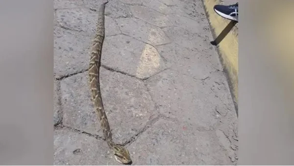 Cobra jararaca após ataque