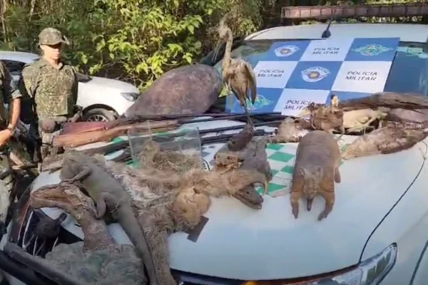 Imagem mostra animais empalhados - Metrópoles
