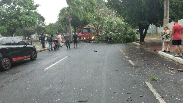 Valter Aparecido Balbo, 56 anos, foi atingido por uma queda de árvore na Avenida Pompeu de Toledo, em Araçatuba