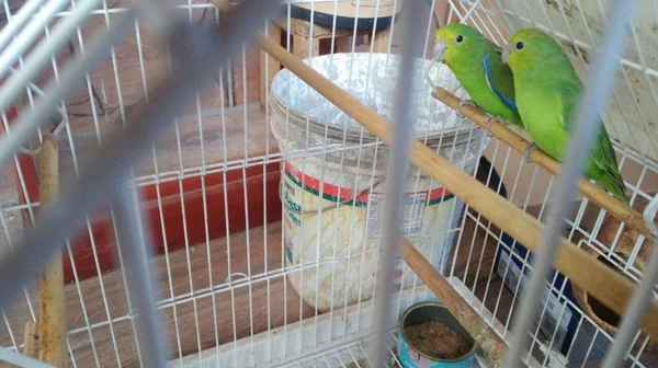 PF prende homem que mantinha pássaros raros em cativeiro no DF