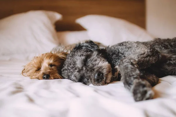 Será que ruído branco ajuda os cães a dormirem melhor?