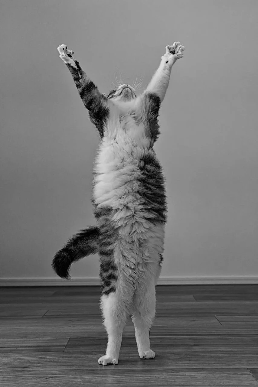 'Vitória', finalista do Comedy Pet Photo Awards — Foto: Kazutoshi Ono/Comedy Pets 'Vitória', finalista do Comedy Pet Photo Awards — Foto: Kazutoshi Ono/Comedy Pets