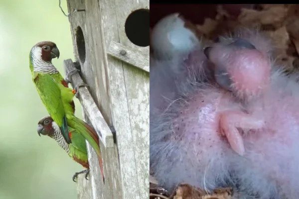 Periquito-cara-suja volta a nascer na Caatinga após mais de um século