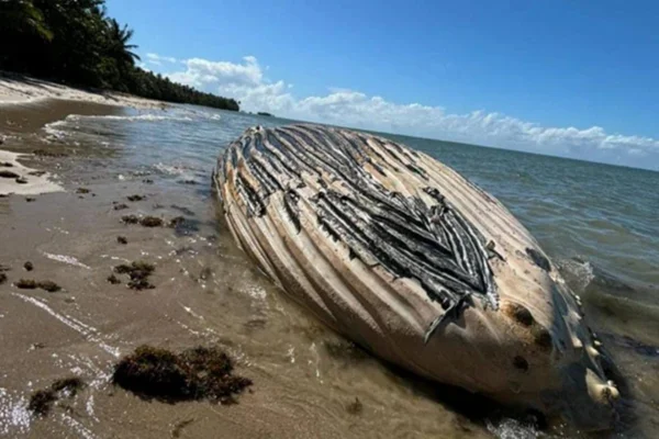 Imagem colorida de baleia encontrada morta no litoral da Bahia - Metrópoles