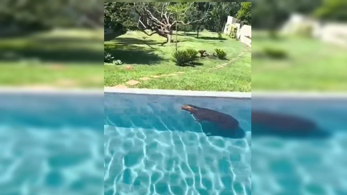 Capivara é resgatada após ser flagrada tomando banho de piscina no Lago Sul