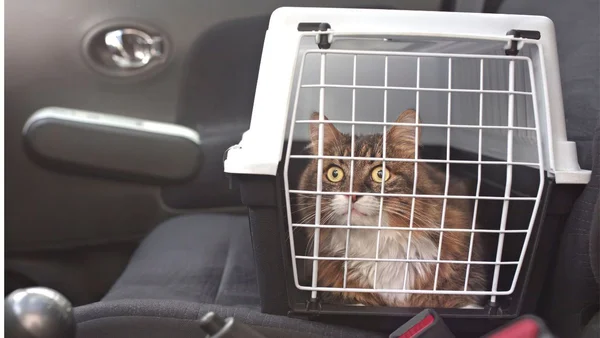 Gato dentro de caixa de transporte de pets