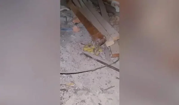 Vídeo: biólogo tem surpresa ao ser chamado para resgatar cobra em SC