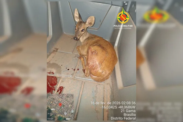 Veado-catingueiro resgatado por policiais ambientais no DF