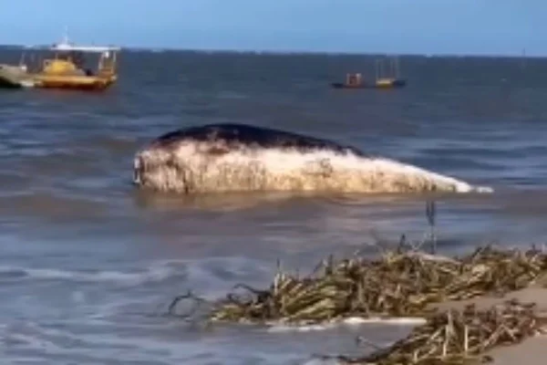 Imagem colorida, baleia é encontrada morta na praia de Acaú, na Paraíba- Metrópoles