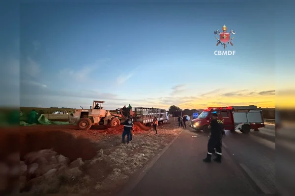 Caminhão carregado com porcos tomba na BR-020