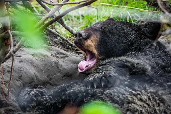 Urso hibernando DNA