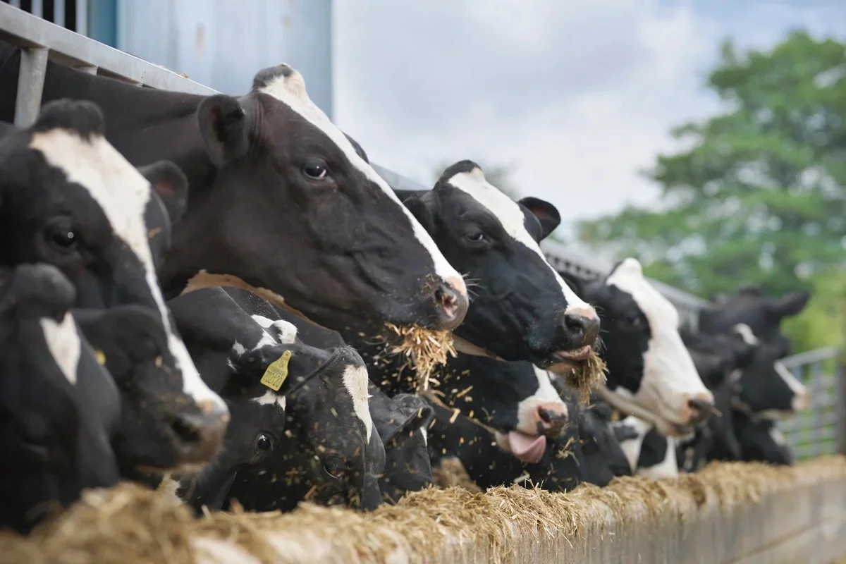 Brasil pode levar pelo menos dois anos para voltar a exportar carne bovina para a União Europeia (UE) Brasil pode levar pelo menos dois anos para voltar a exportar carne bovina para a União Europeia (UE)