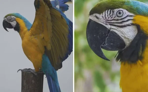 imagem colorida arara caninde