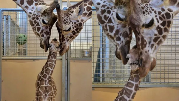 Amor sem medidas! Girafas vivem momento de ternura com filhote em zoo
