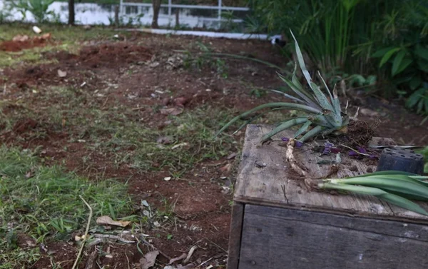 Derrubada de jardim medicinal causa discórdia na Asa Norte