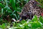 Felino se alimentando da sucuri