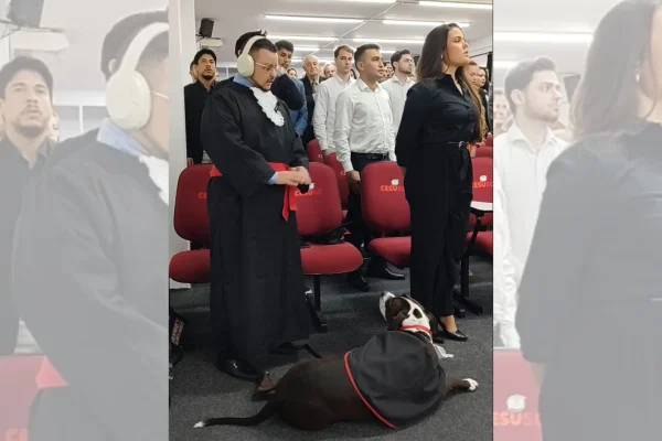 cachorro de assistência