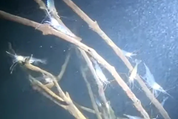 Saiba por que camarões começaram a aparecer no Lago Paranoá