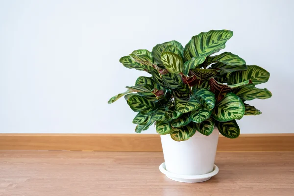 planta calathea
