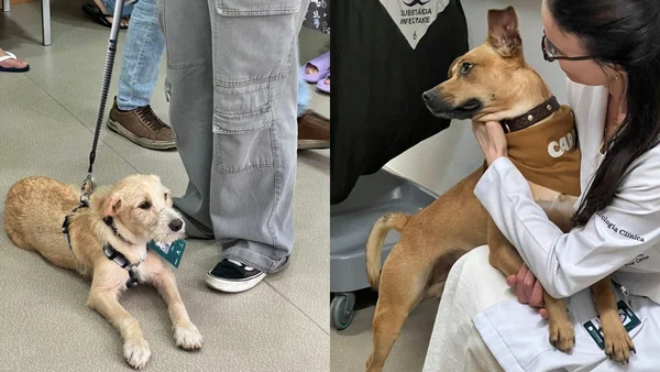 ação com cães de terapia em hospital de câncer