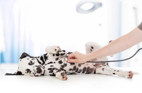 Animais de estimação necessitam passar por exames de rotina