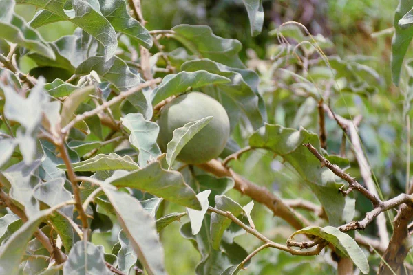 Fruto verde ainda presa numa árvore, com origem do cerrado - Metrópoles