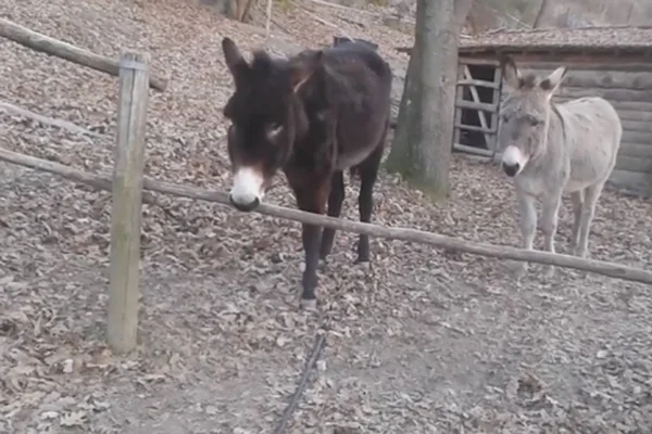 Burro “inteligente” chama atenção e bomba nas redes sociais