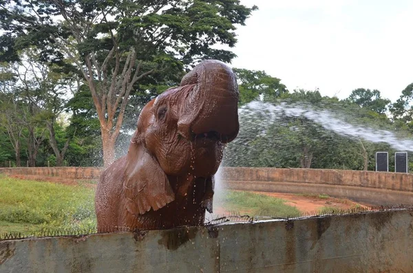 Elefante Chocolate toma banho no Jardim Zoológico de Brasília