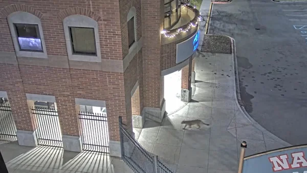 Captura de tela mostra puma andando por campus de faculdade nos EUA