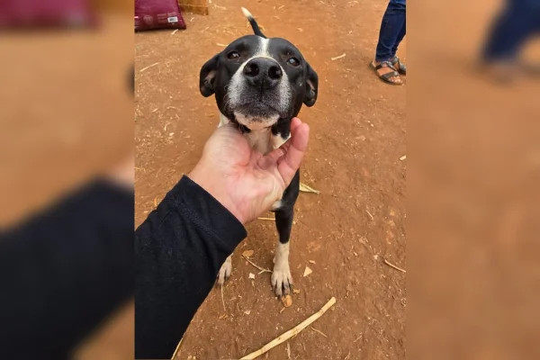 Vídeo: cachorros de rua ganham casinhas de madeira doadas pela polícia