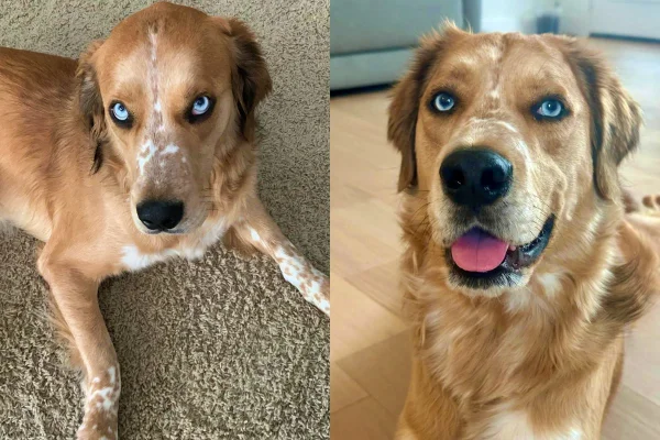 golden retriever com característica incomum