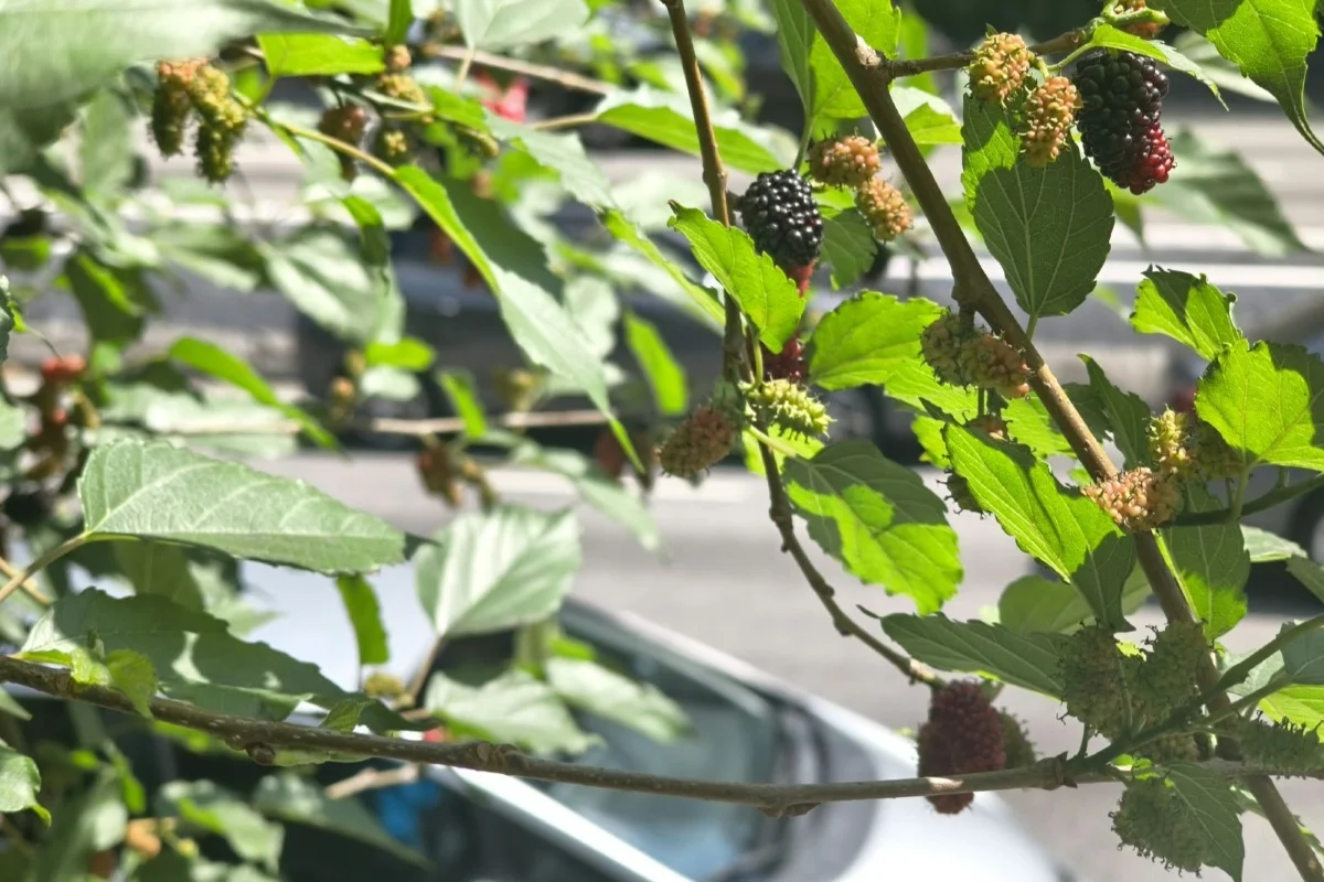 Amoreiras perto da Avenida 23 de Maio, em São Paulo Amoreiras perto da Avenida 23 de Maio, em São Paulo