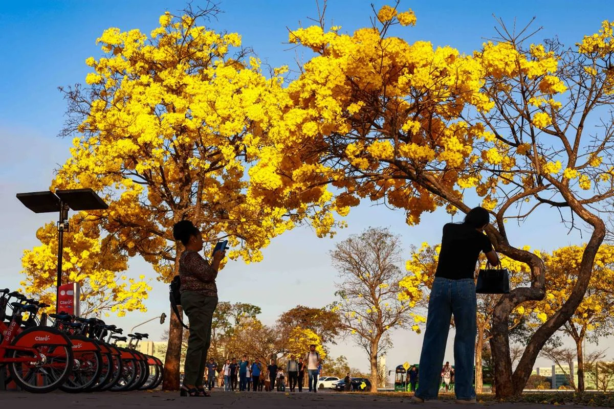 Minha Brasília Amarela: ipês inundam DF e deixam moradores apaixonados - imagem 5 Minha Brasília Amarela: ipês inundam DF e deixam moradores apaixonados - imagem 5