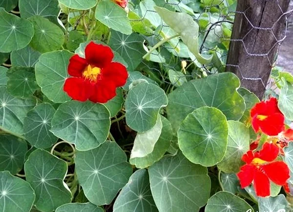 <b>Capuchinha (<i>Tropaeolum majus</i>)</b>
São utilizadas as flores, as folhas e os frutos, que substituem a alcaparra. Tem propriedade diurética e antioxidante, graças à sua alta concentração de vitamina C e antocianinas <b>Capuchinha (<i>Tropaeolum majus</i>)</b>
São utilizadas as flores, as folhas e os frutos, que substituem a alcaparra. Tem propriedade diurética e antioxidante, graças à sua alta concentração de vitamina C e antocianinas