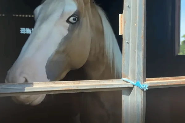 Cavalos do PCC apreendidos pela PF valem R$ 3 milhões. Entenda
