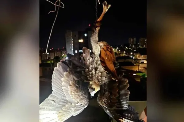 Imagem colorida, ave de rapina resgata por bombeiros - Metrópoles