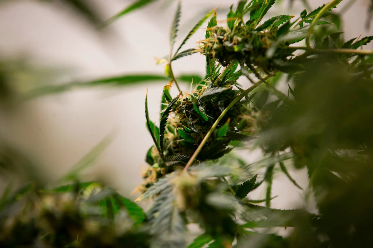 Desembargador contraria gestão Tarcísio e libera ONG de cannabis 1 Folhas de maconha em produção de Cannabis no Rio de Janeiro